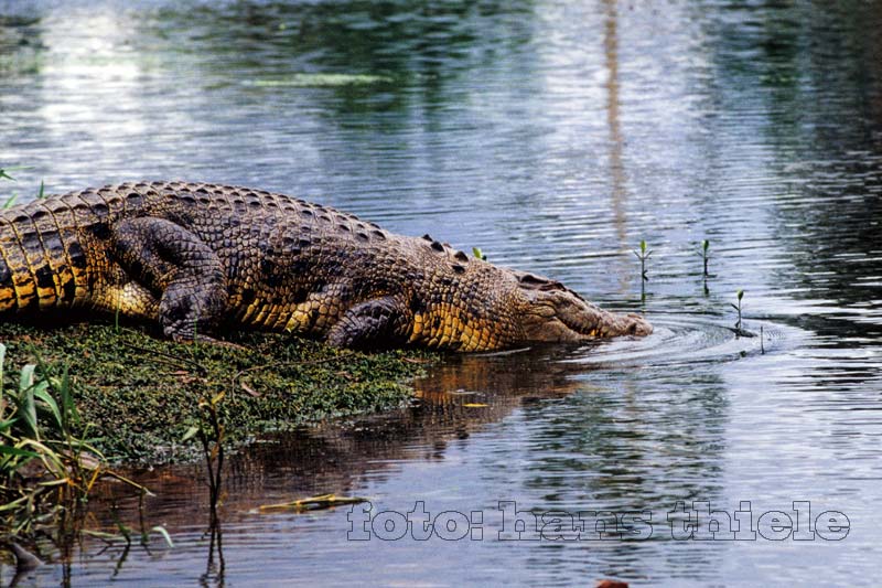 Leistenkrokodil im Daintree River