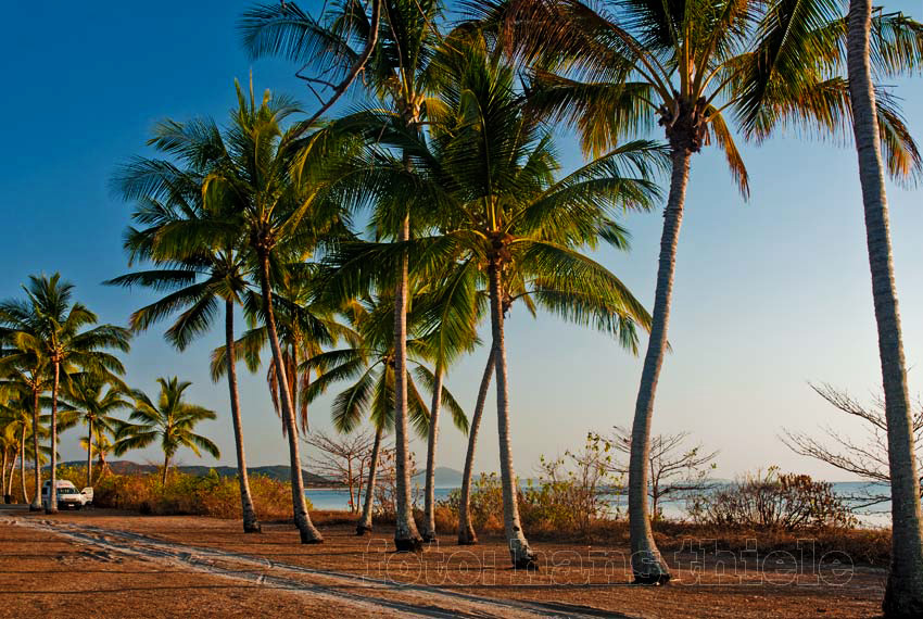 Cooya Beach bei Mossman, Campen unter Palmen