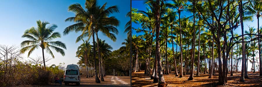 Mossman Beach, Wald aus Dattelpalmen am Strand