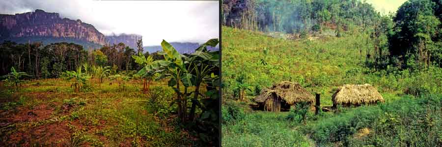 Regenwald in Mexico, Rodungen, Plantage