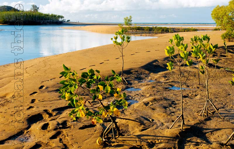 Junge Mangrove-Bäume (Rhizophora) am Cape Hillsborough