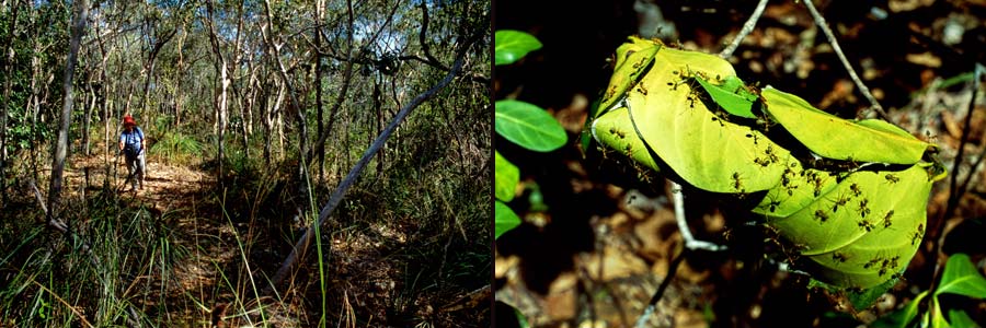 Links Wanderung durch den Trockenwald, rechts: Weberameisen