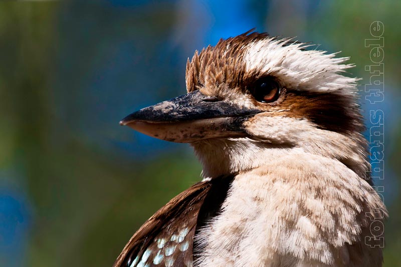 Kookaburra, 