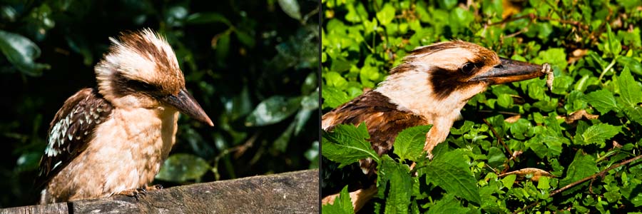 Kookaburra, ein Kleintierfänger