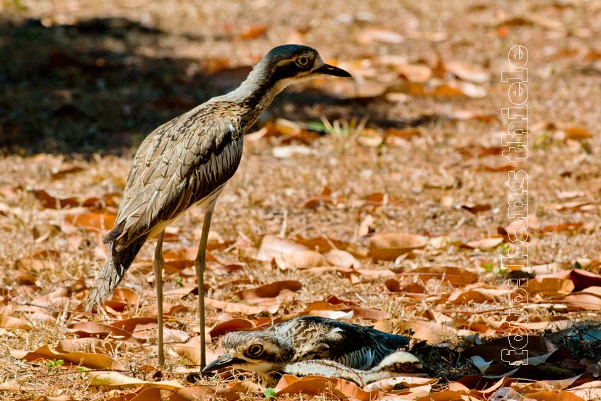 Langschwanz-Triele, Burhinus grallarius, Bush Stone-curlew