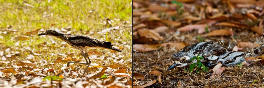 Triele, Bush Stone-curlew