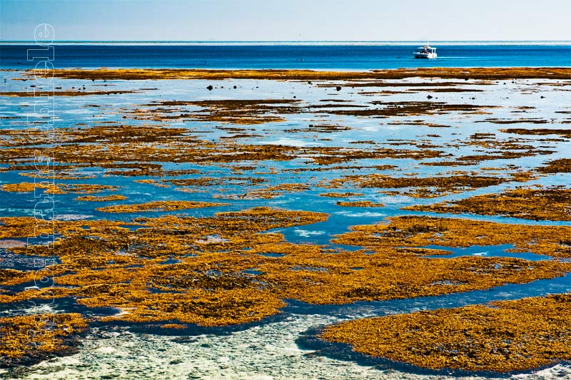 Korallenriffe umgeben Heron Island