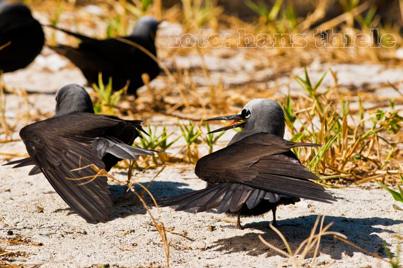 Noddi-Seeschwalben und ihre Parasiten im Federkleid