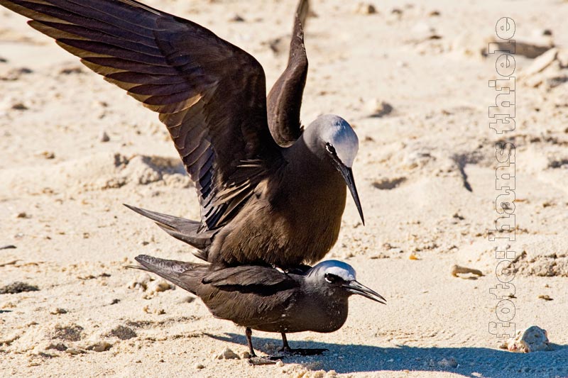 Noddi-Seeschwalben auf Heron Island