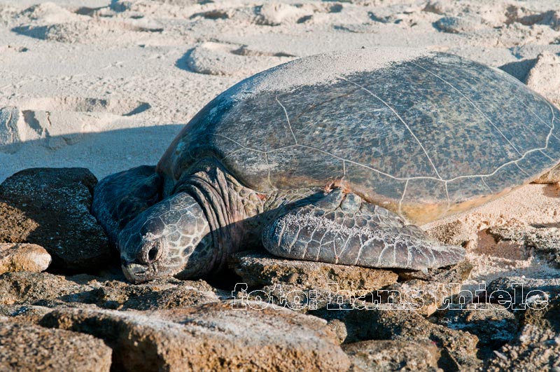 Heron Island, Meeresschildkröte