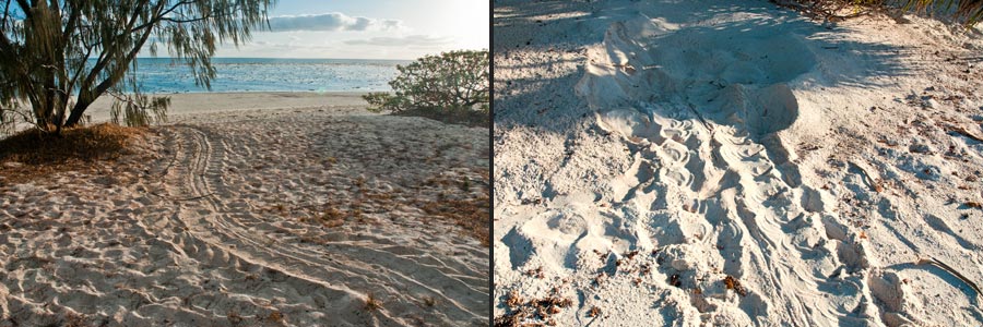 Heron Island, Eiablegeplatz von Meeresschildkröten