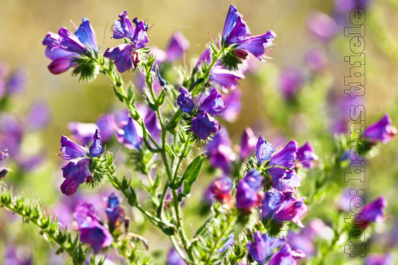 Wegerich-Natternkopf (Echium plantagineum = Paterson´s Curse). 