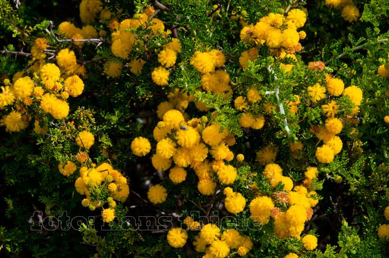 Akazie ("Prickly Moses" = Acacia pulchella)