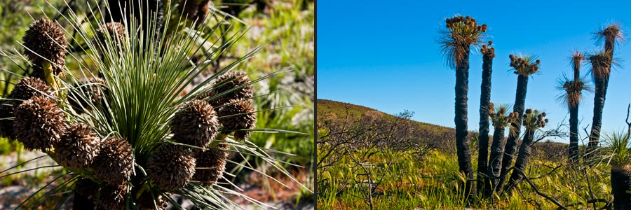 Kingia australis im Lesueur NP