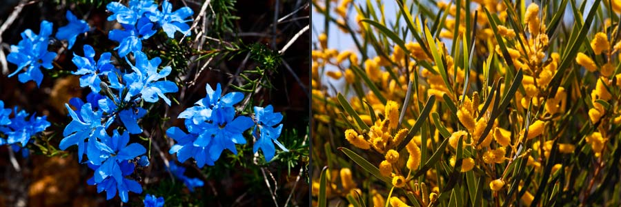 Wildblumen im Lesueur NP