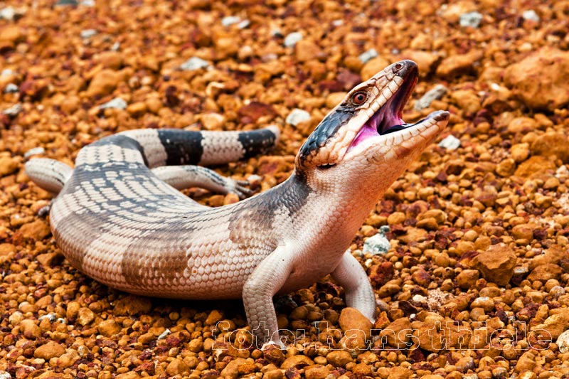 Westlicher Blauzungenskink (Western Bluetongue Skink = Tiliqua occipitalis) 