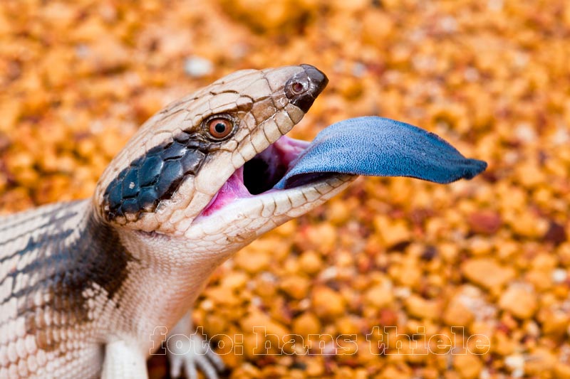 Blauzungenskink, Tiliqua occipetalis, Drohverhalten