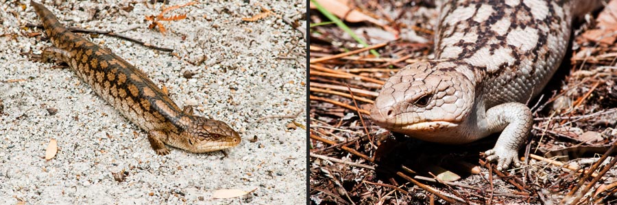 Blauzungenskink