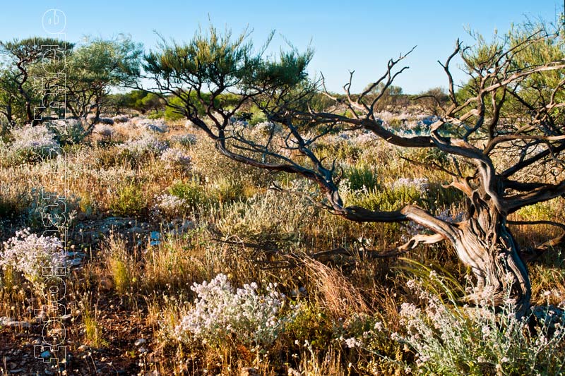 Hamelin, Mulga-Vegetation