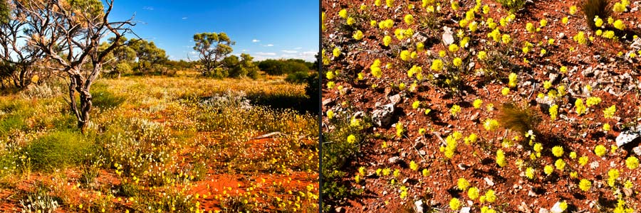 Mulga-Region am Hamelin Pool