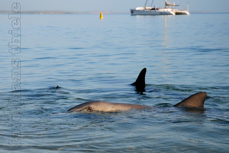 Große Tümmler der Shark Bay, Monkey Mia