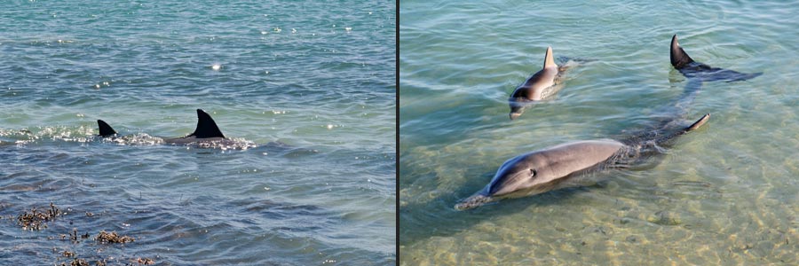 Delfine in Monkey Mia, Shark Bay