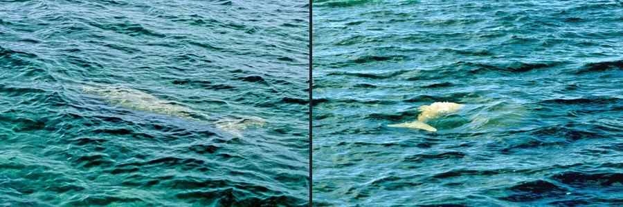 Dugongs in der Shark Bay