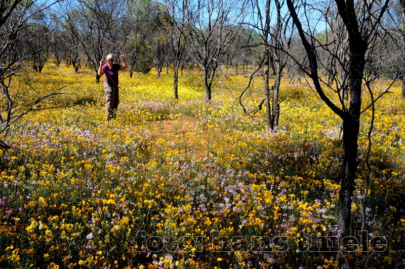 Wildblumen im Coalseam NP