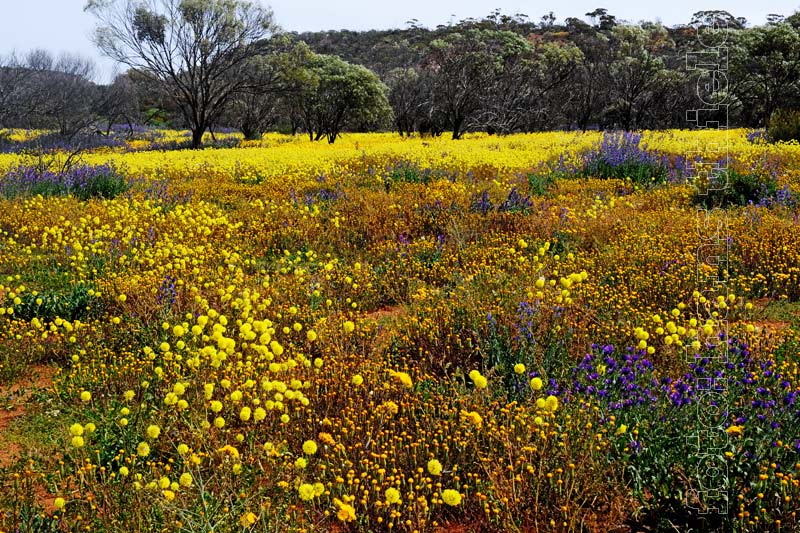 Coalseam CP, blühende Wildblumen in der Mulga Region