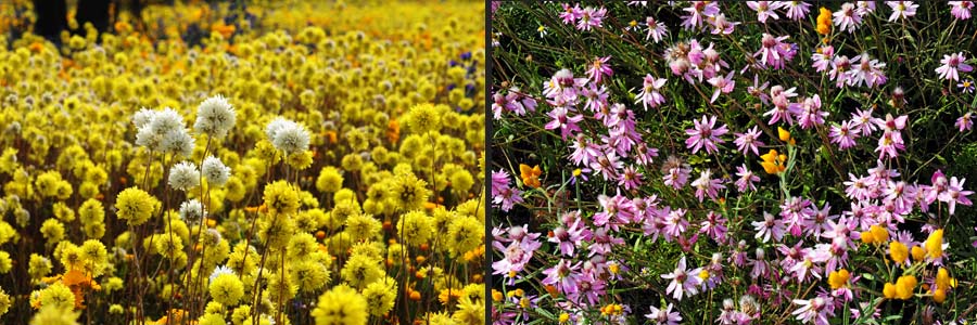 Coalseam CP, Strohblumen in aller Pracht