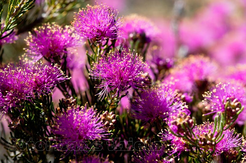 Australien Wildblumen aus West Ansichtskarte