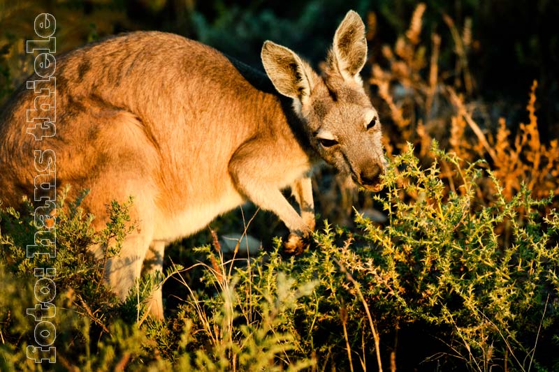 Bergkänguru (Euro) beim Fressen stacheliger Nahrung