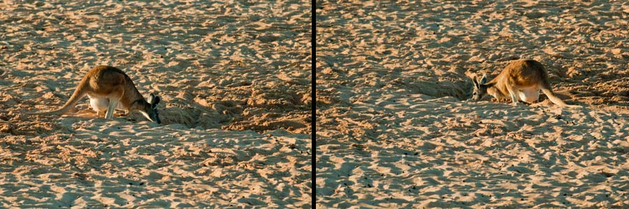 Bergkängurus (Euros) graben in Dürrezeiten an geeigneten Stellen nach Wasser