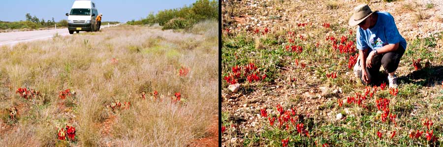 Standorte der Desert Pea am Wegesrand