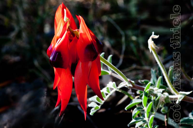 Wüstenerbse (Swainsona formosa = Sturt´s Desert Pea) 