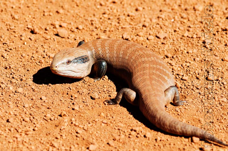 Blauzungenskink (Centralian Blue-tongued Skink = Tiliqua multifasciata)