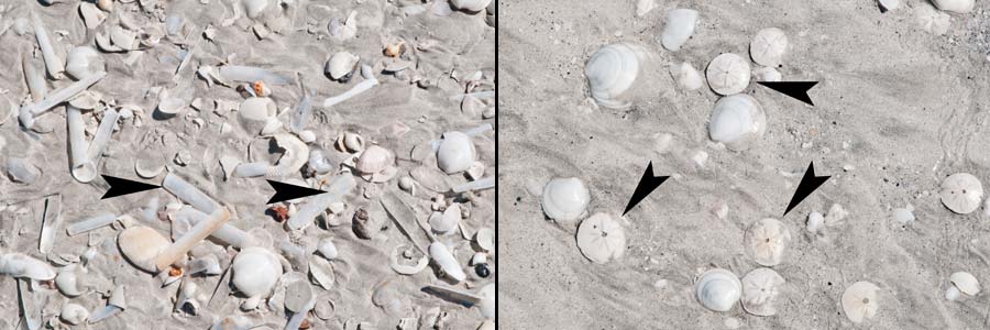 Eighty Mile Beach: am Strand Schwertmuscheln und Sanddollar